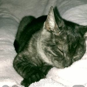 Meet your Posher, Lily
